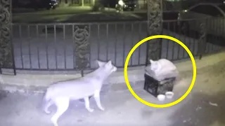 Brave Cat Faces Off Coyote