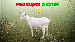 Реакция окуня на безмотылку КОЗА!!! Зимняя рыбалка.  Подводные съёмки.