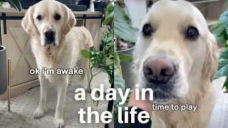A Day in the Life of my English Cream Golden Retriever | Funny Subtitles