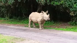 Rhinos Block The Road Disney Animal Kingdom Safari