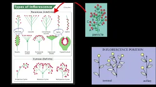 SERIES ON ANGIOSPERMIC FAMILIES: CHAPTER 4:"CAESALPINIACEAE"