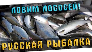 РУССКАЯ РЫБАЛКА 4  🐟 ПОЛОВИМ ЛОСОСЕЙ, ПРИСОЕДИНЯЙСЯ!