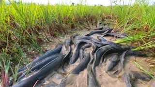 amazing fishing! catch a lot of catfish in under grass at field catch by hand a fisherman