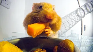 THIS Is How Hamsters Fit So Much Food Inside Their Cheeks! | Pets: Wild At Heart | BBC Earth