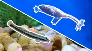 Top 5 Oddballs for Your Next NANO Aquarium