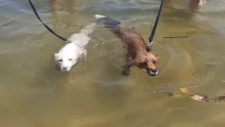 ЛисЯша и Дуся плавают на озере