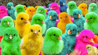 World Cute Chickens, Colorful Chickens, Rainbows Chickens, Cute Ducks, Cat cute , cute animal