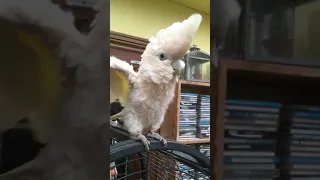 Asher the Cockatoo singing 'We're All in This Together''