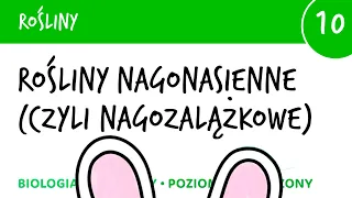 Rośliny nagonasienne czyli nagozalążkowe - Rośliny 10 - matura liceum biologia rozszerzona