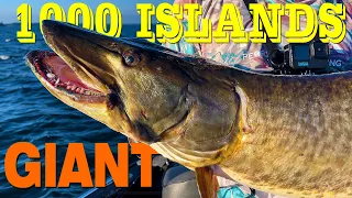 1000 Islands Giant Musky - A Battlefront for Big Fish