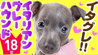 18th Italian Greyhound ｜ TOP100 Cute dog breed video