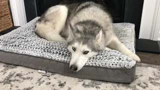 Stubborn Husky lets mom know what he thinks of his new bed