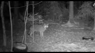 Волки сторожат кабанов на кормушке. Видео с фотоловушки.