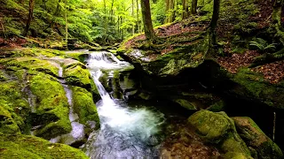 Beautiful Babbling Brook Runs Through The Woods, Soothing Forest Sounds