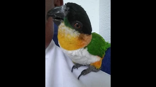 Pretty Bird the Black Headed Caique talking