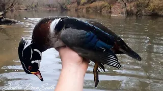 Full Limit Of Wood Ducks On Gunners First Hunt On The Creek