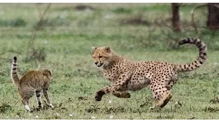 cheetahs attacking serval الفهود تهاجم اشابيل