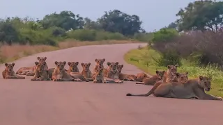 Biggest Lion Pride Blocking the Road in the Kruger Park