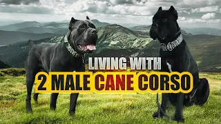 Living With 2 Young CANE CORSO MALES | A Day In the Life of The Corso Bros