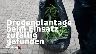 Drogenplantage zufällig gefunden: Mehrere hundert Cannabispflanzen sichergestellt