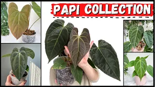PAPI COLLECTION // Anthurium Collection