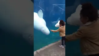 Beluga Whale Shows Excitement over Stuffed Friend #shorts