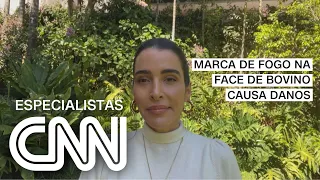 Carmen Perez: Marca de fogo na face de bovino causa danos | ESPECIALISTA CNN