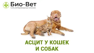 Асцит у кошек и собак. Ветеринарная клиника Био-Вет.
