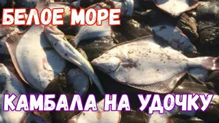 БЕЛОЕ МОРЕ , КАМБАЛА НА УДОЧКУ !