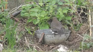 Blackbird dipping nesting material in water prior to nest building