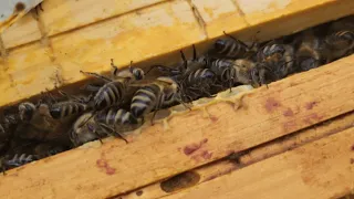 Sprawdzam co tam w ulu słychać. Kontrola pokarmu. #farming #bee