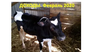 Доход от 5 коров. Февраль 2020.