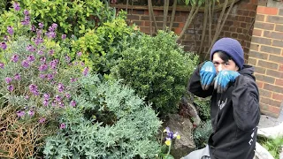 Overgrown Weedy Rockery Clearout | Flowering / Weeding Tips and Hints