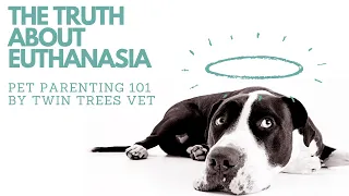 What Happens During Euthanasia-Live Video │Pet Parenting 101 (FREE ADVICE for dog and cat owners)
