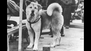 The Heartbreaking True Story Of Hachikō, The World’s Most Loyal Dog