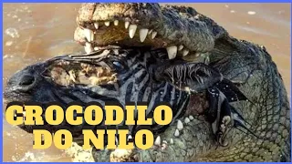 Curiosidades sobre crocodilo do nilo