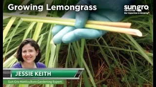 How to Grow and Harvest Lemongrass