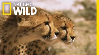 Cheetah Cubs on the Hunt | Nat Geo Wild