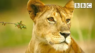 Kali the lion loses her cub 🦁 😢 Serengeti II - BBC