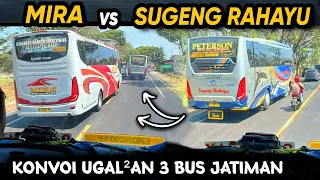 "KONVOI UGAL-UGALAN BALAPAN 3 BUS JAWATIMURAN 🔥" SUGENG RAHAYU vs MIRA vs RESTU Balapan Ngeblong