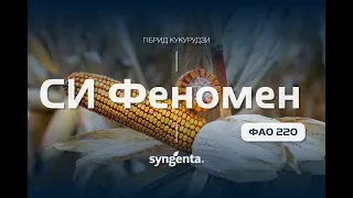 Гібрид кукурудзи 🌽СИ Феномен, ФАО 220