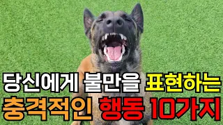 강아지가 불만이 있을때 보이는 놀라운 행동 10가지