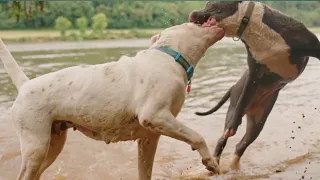 Pitbull dog vs Dogo Argentino  | world dangerous dog fight