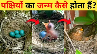 पक्षियों का जीवन चक्र | Birds Life Cycle Video | Life Cycle Of Birds In Hindi | Pakshiyon Ka Janm