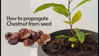 How to Germinate Chestnut from Seeds; Easy Chestnuts Growing 🌰