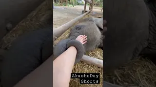[Baby elephant holding caretaker's hand.. What happened next will surprise you 😂  #Elephant #Funny ]