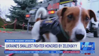 Ukraine’s smallest fighter, a mine-sniffing dog, honored by Zelenskyy  |  NewsNation Prime