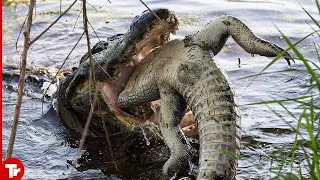 This Crocodile Eats Its Own Kind