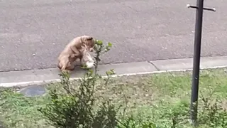 Pitbull Attacks Cat in Front of my House