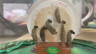 Painted Lady Butterfly Emerging From Chrysalis Timelapse